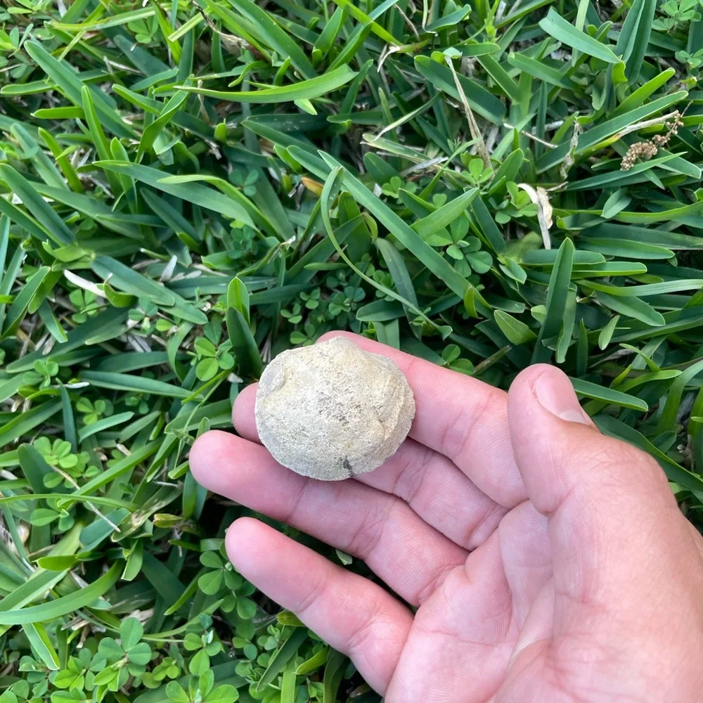 Fossilized Clam Shell Cast